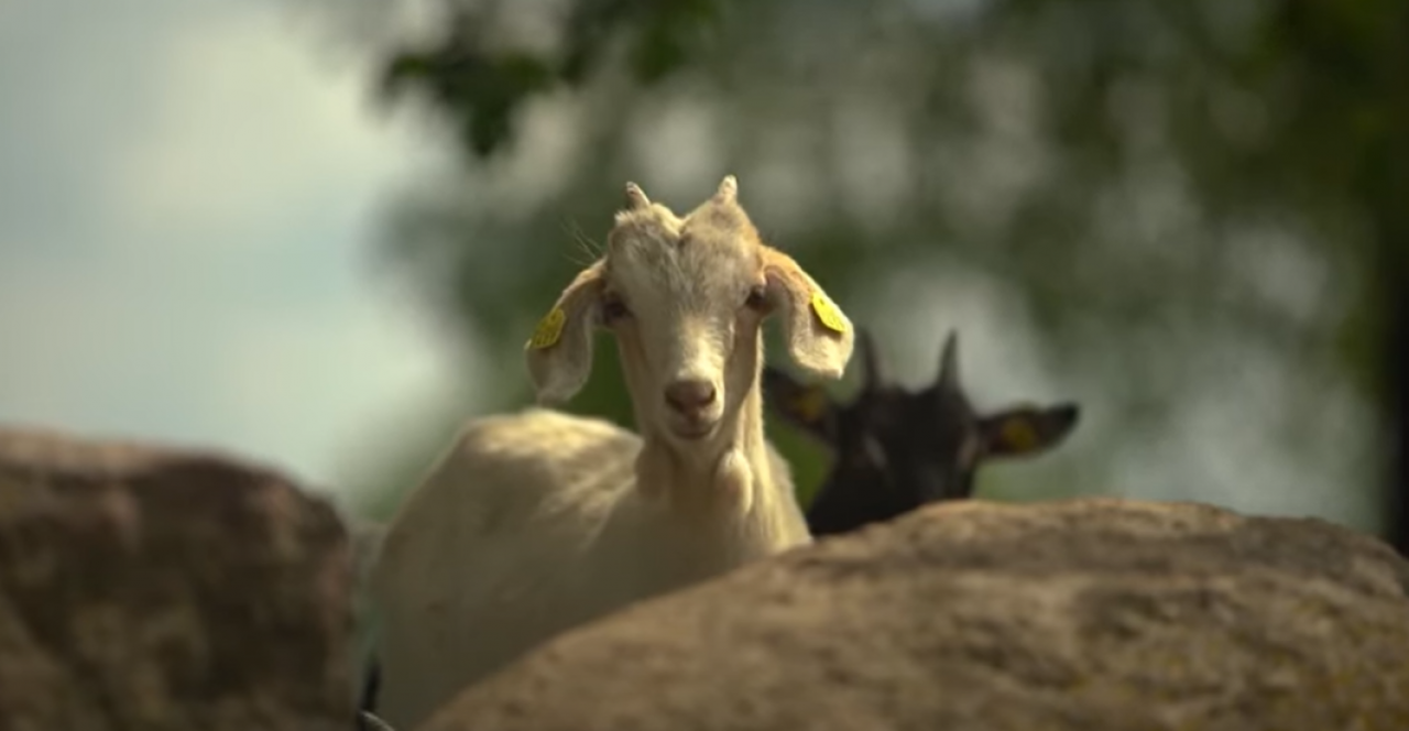 ES ieguldījums konkurētspējīgā lauksaimniecībā: piena lopkopība