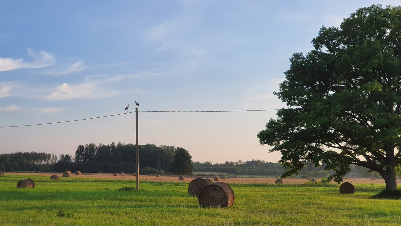 pļava ar siena ruļļiem un elektrolīniju uz kuras sēž divi stārķi, pa labi un tālumā koki