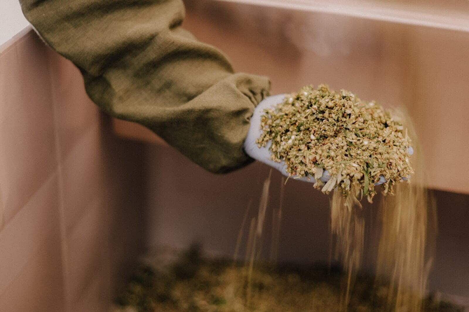 Tēju ražošanas process