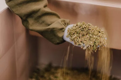 Tēju ražošanas process