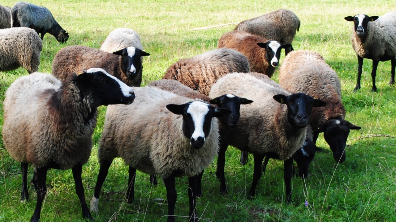 Berku ģimenes bioloģiskā aitkopības saimniecība