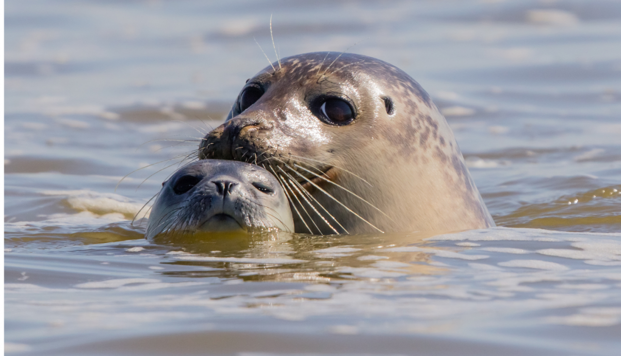 Divu roņu galvas virs ūdens