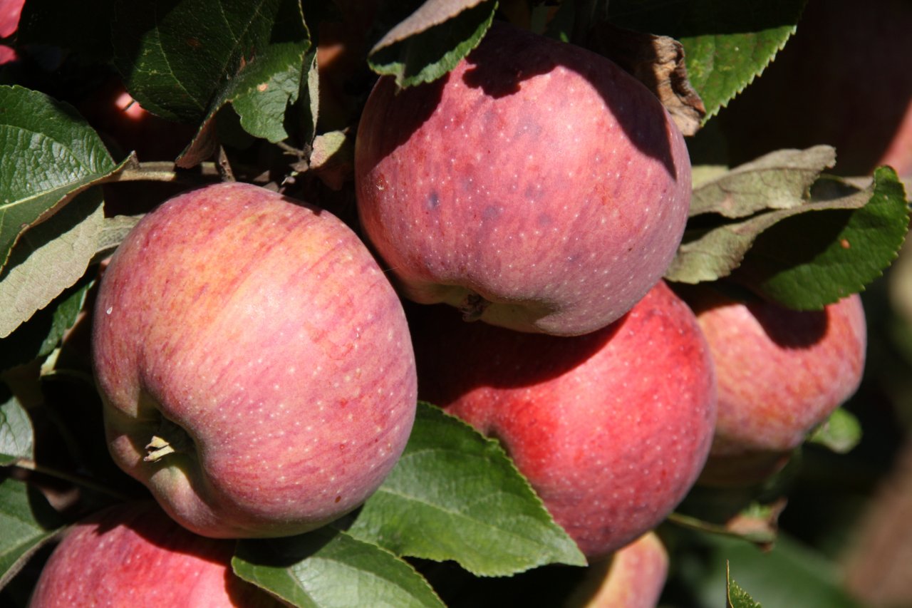 vairāki sarkani āboli ābeles zaros