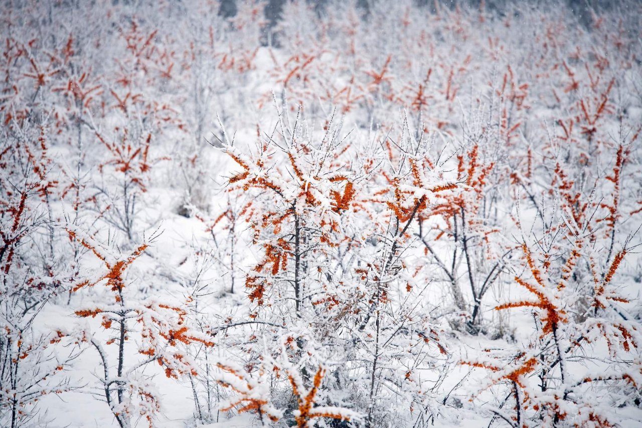 No stādiem līdz sulām un medum kā ilgtspējīgas ražošanas paraugs