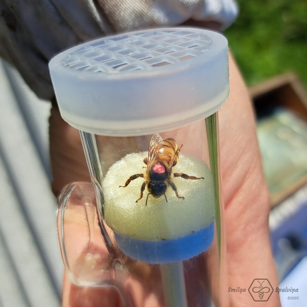 Bite caurspīdīgā plastmasas kontenerā