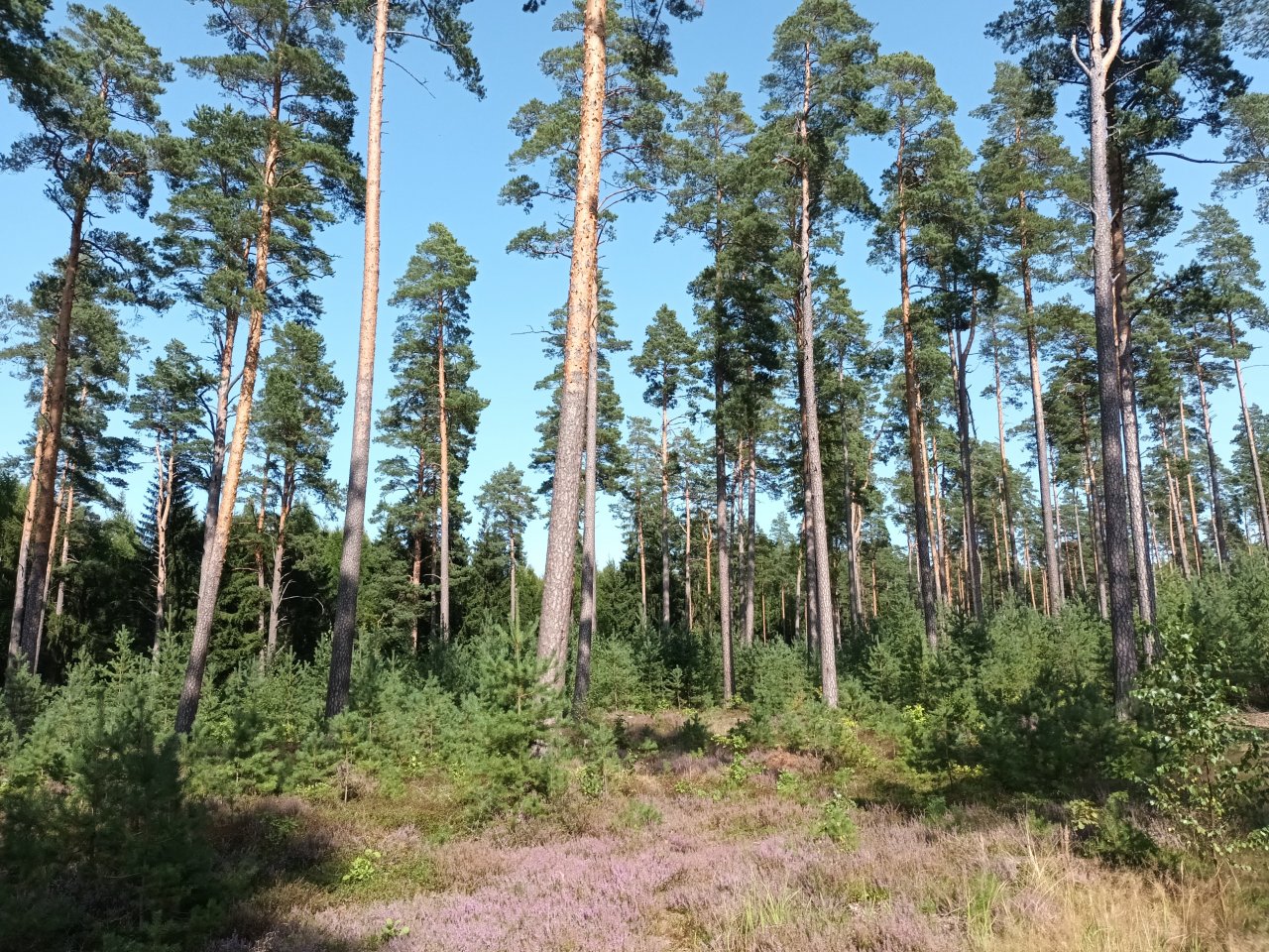 Viens miljons eiro paredzēts meža aizsardzības profilaksei