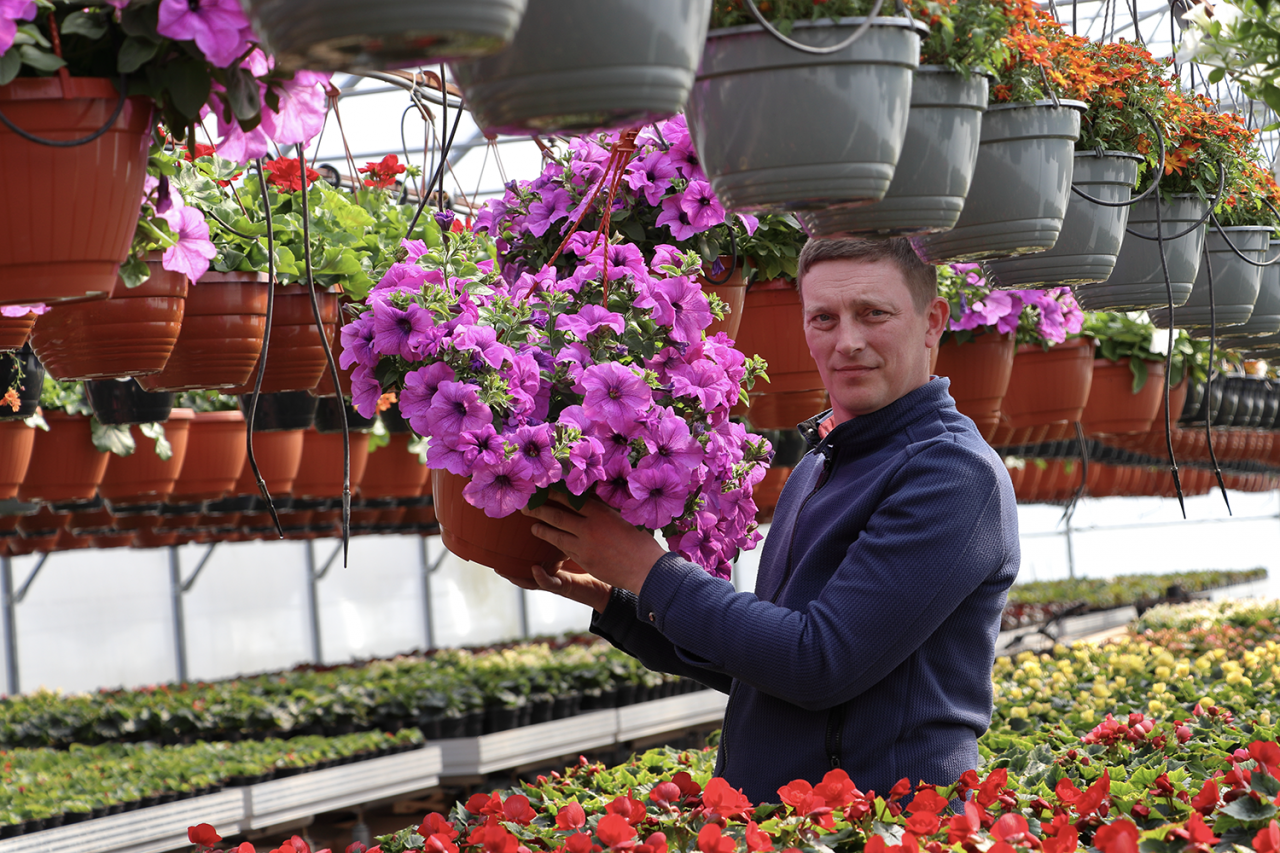 sAIMNIECĪBAS SAIMNIEKS AR VIOLETU ZIEDU PODIŅU