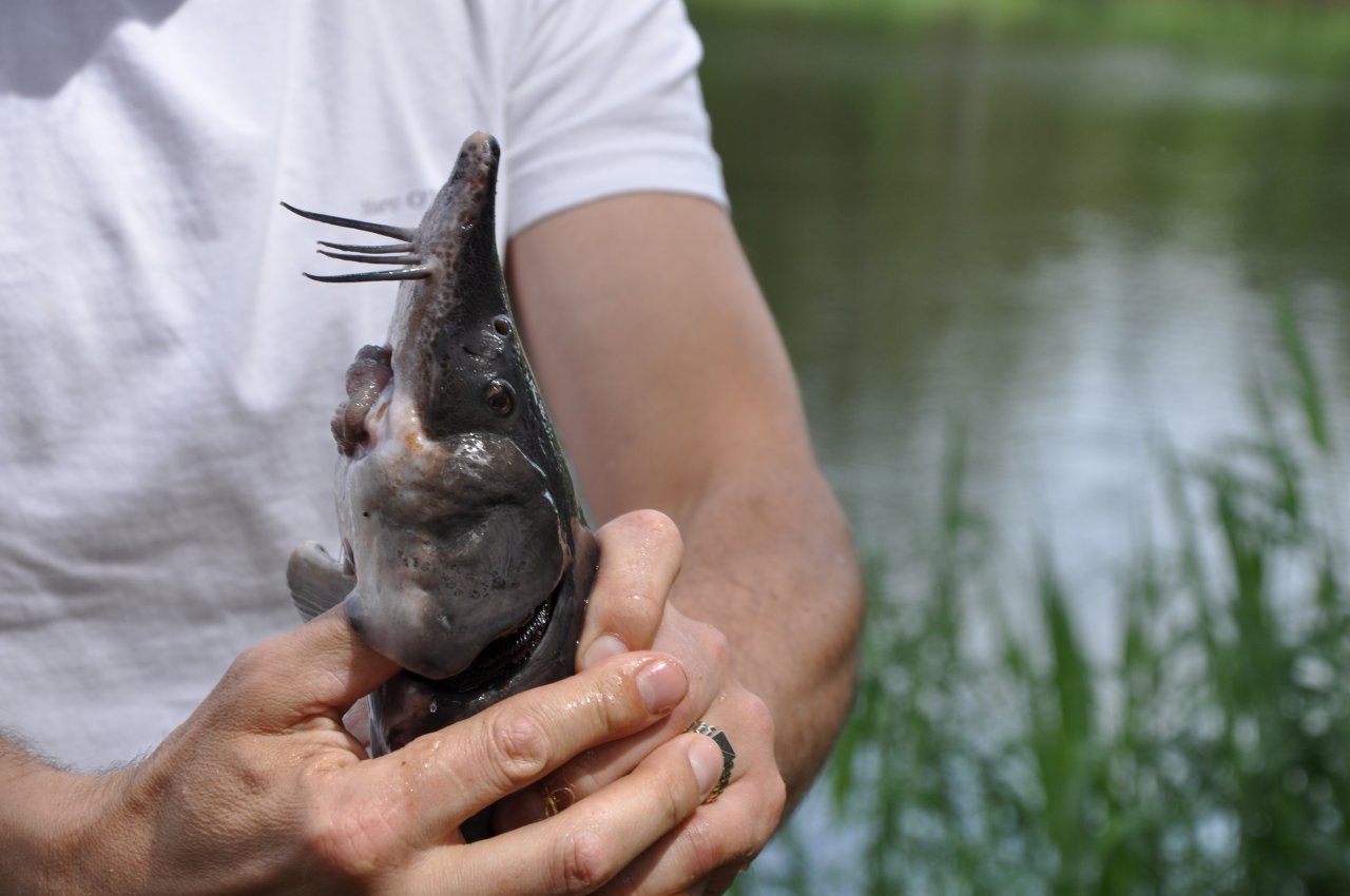 Atbalsts inovācijām un pilotprojektiem zvejniecībā un akvakultūrā