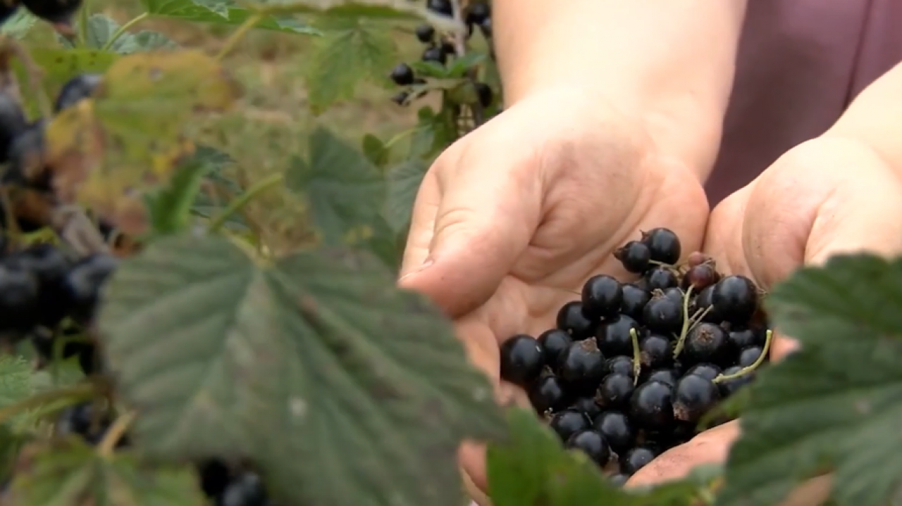 Atbalsts mazajām un jaunajām lauku saimniecībām