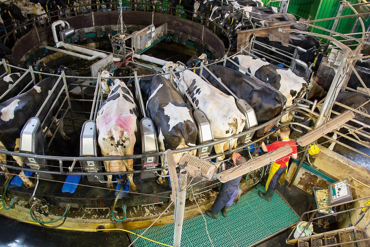 Melnraibas govis slaukšanas karuselī skatā no augšas