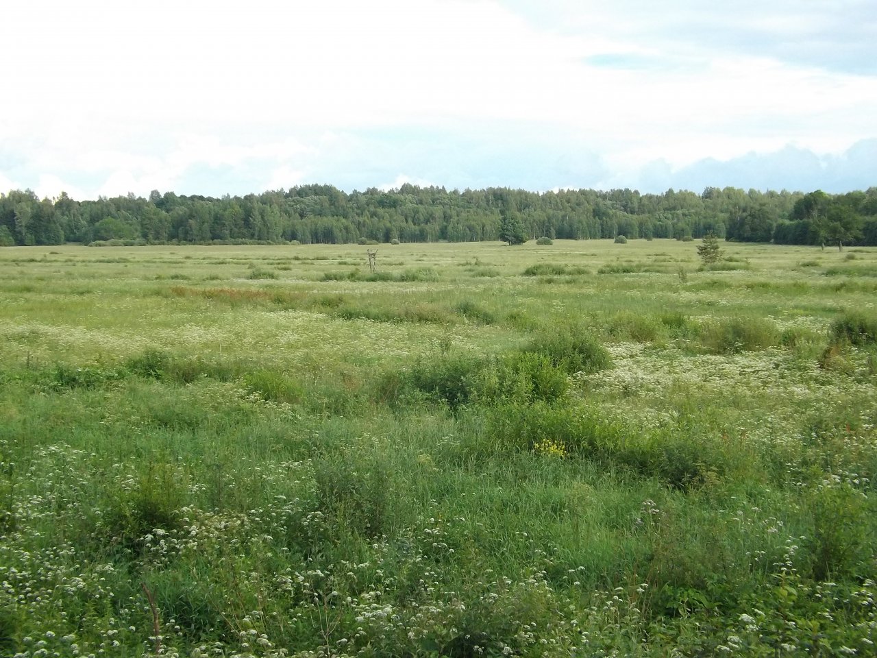 Atbalstam bioloģiski vērtīgu zālāju atjaunošanai pieteikšanās no 1. decembra