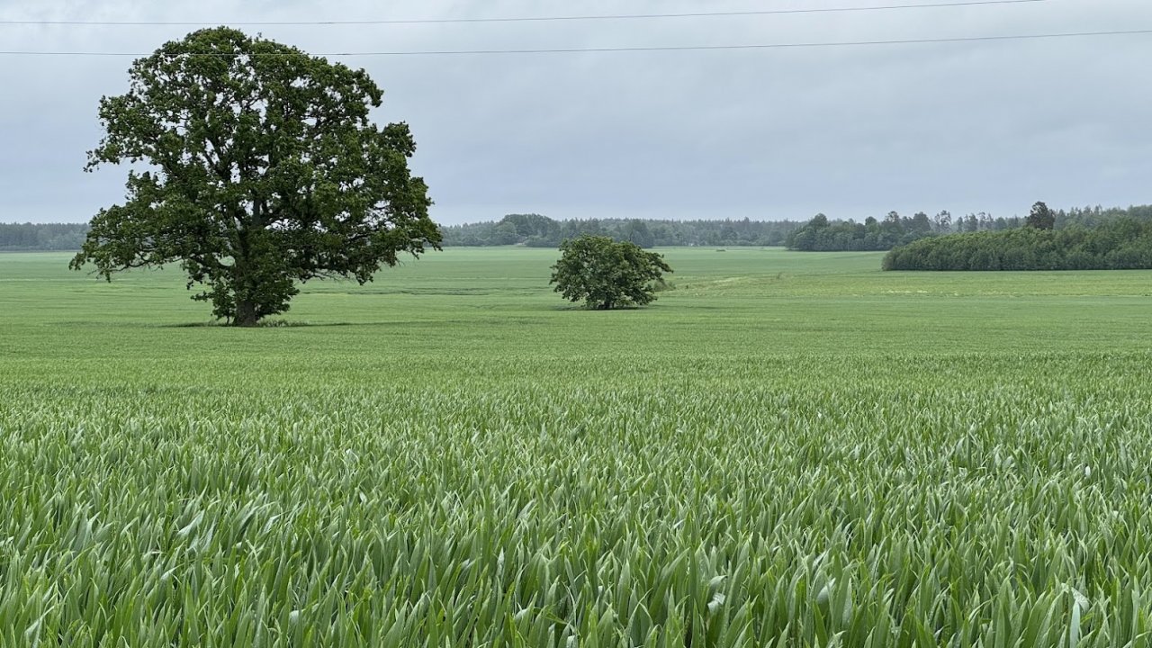 Zaļš lauks ar diviem kokiem pa vidu