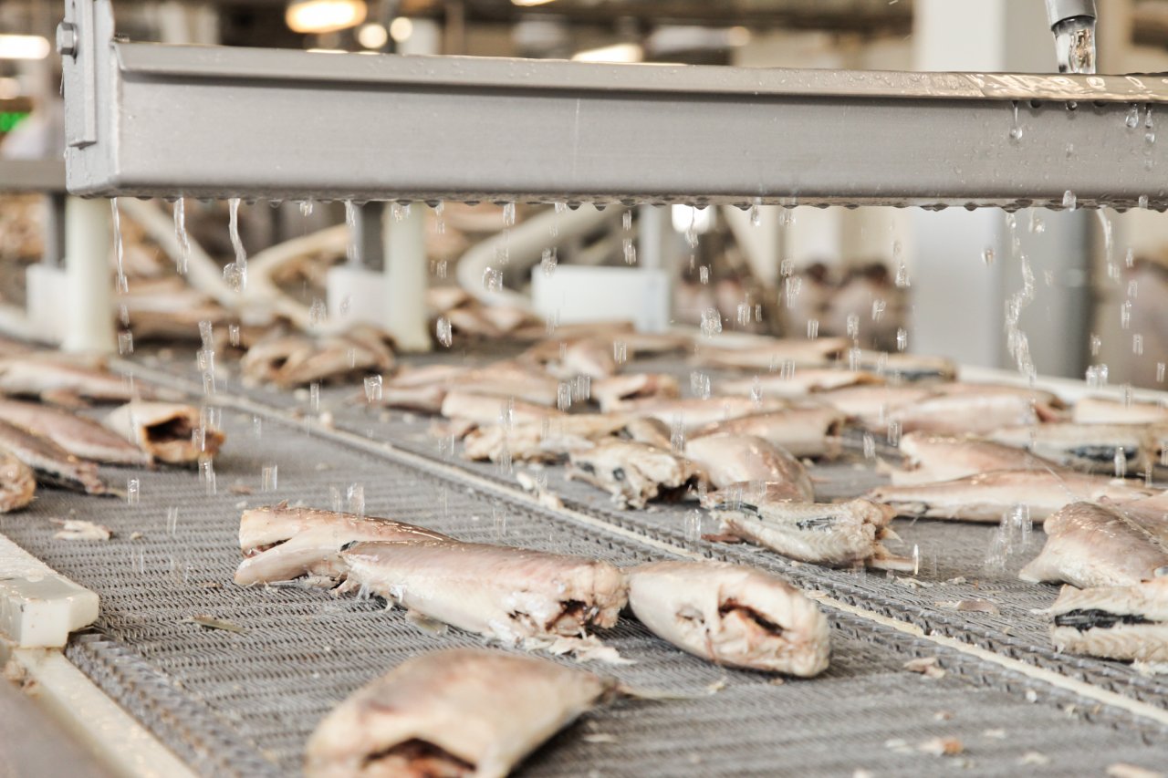 Zivju pārstrādes līnija ar zivīm un tekošu ūdeni