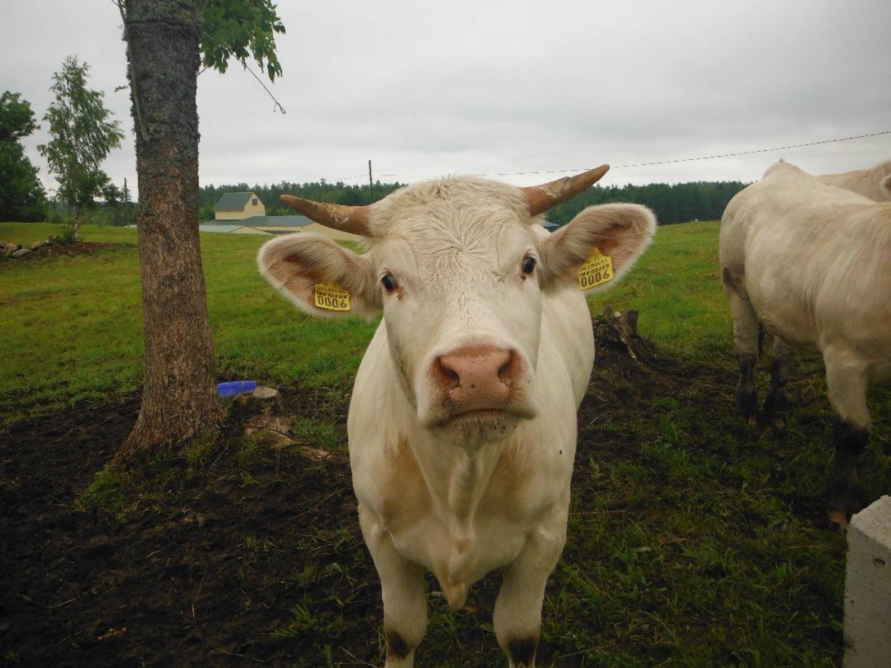 From a small farm to an organic cattle farm – ZS Pučkas