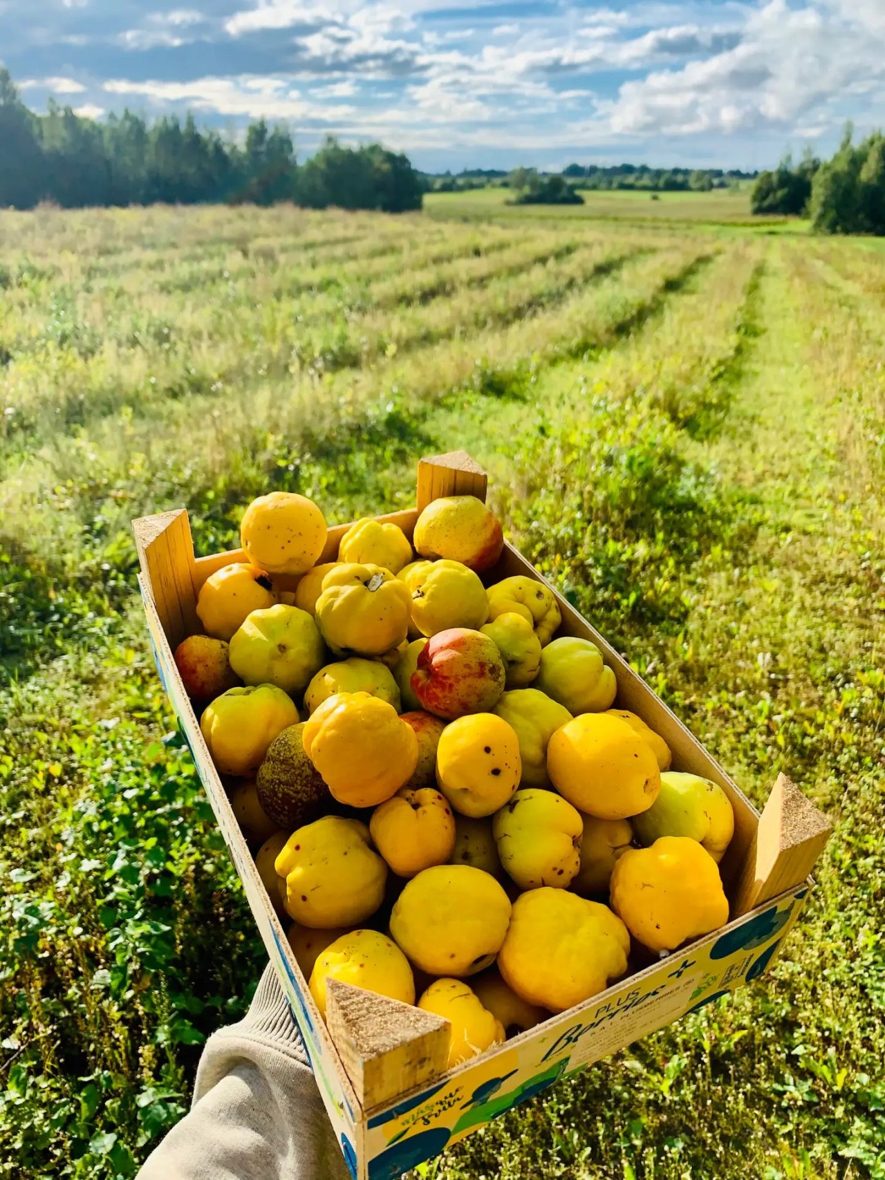 ZS “Vilkači” – bioloģiskā saimniecība ar lielu potenciālu
